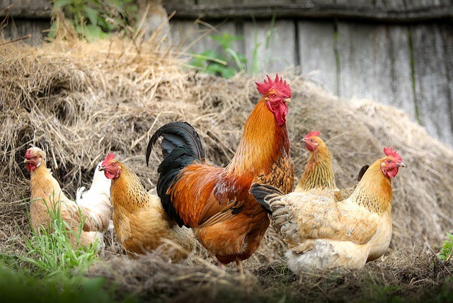 coq et poules