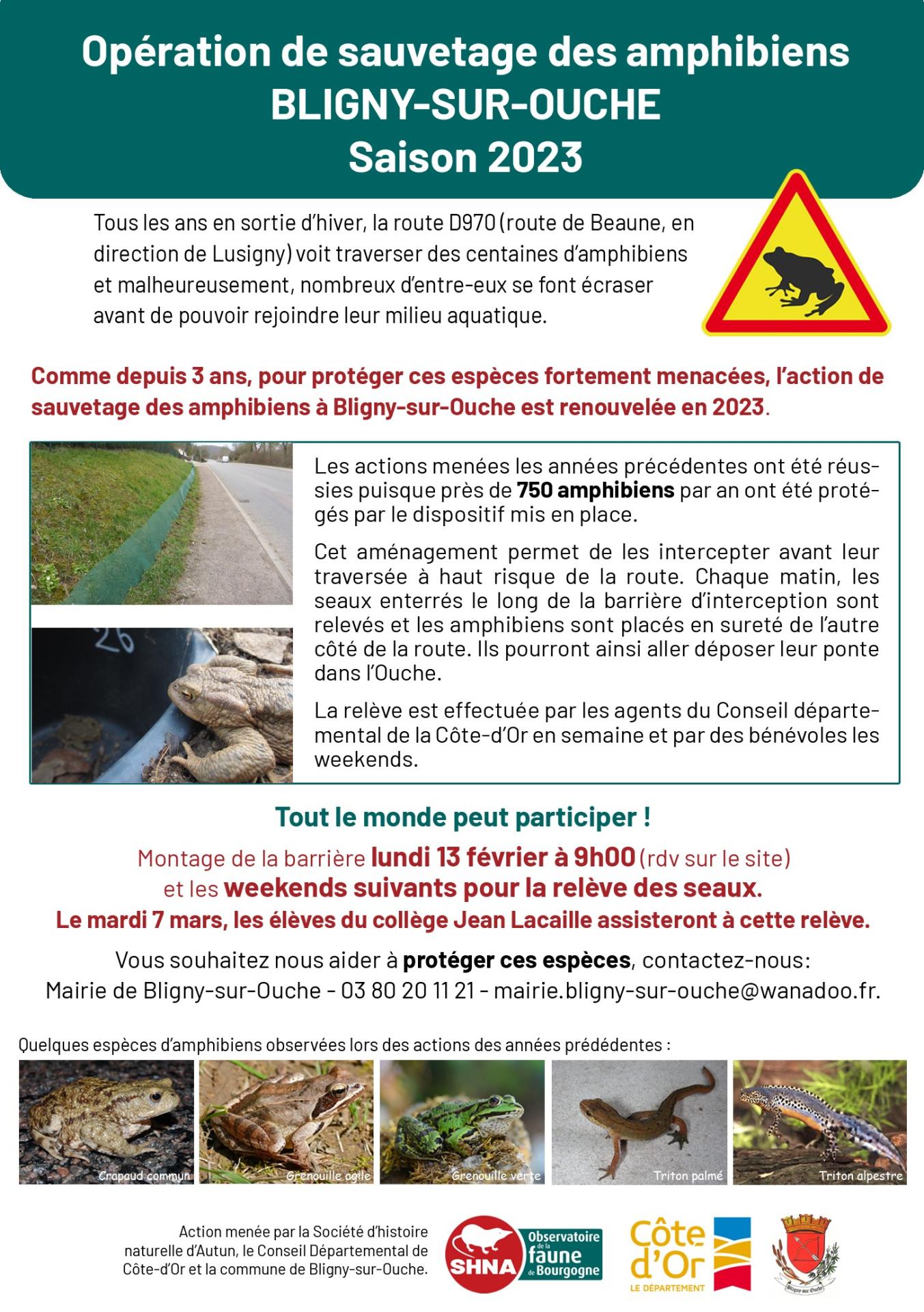 sauvetage des amphibiens à Bligny sur Ouche