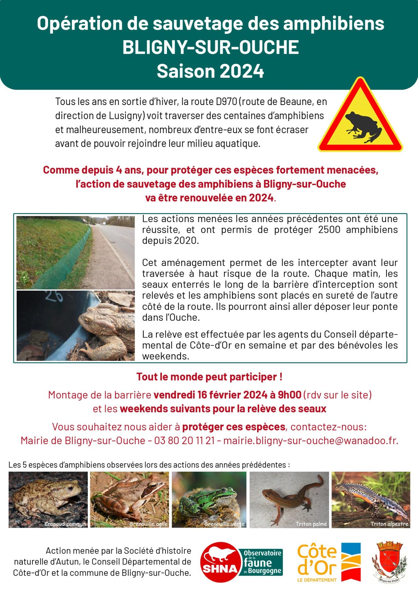 sauvetage 2024 des amphibiens à Bligny sur Ouche